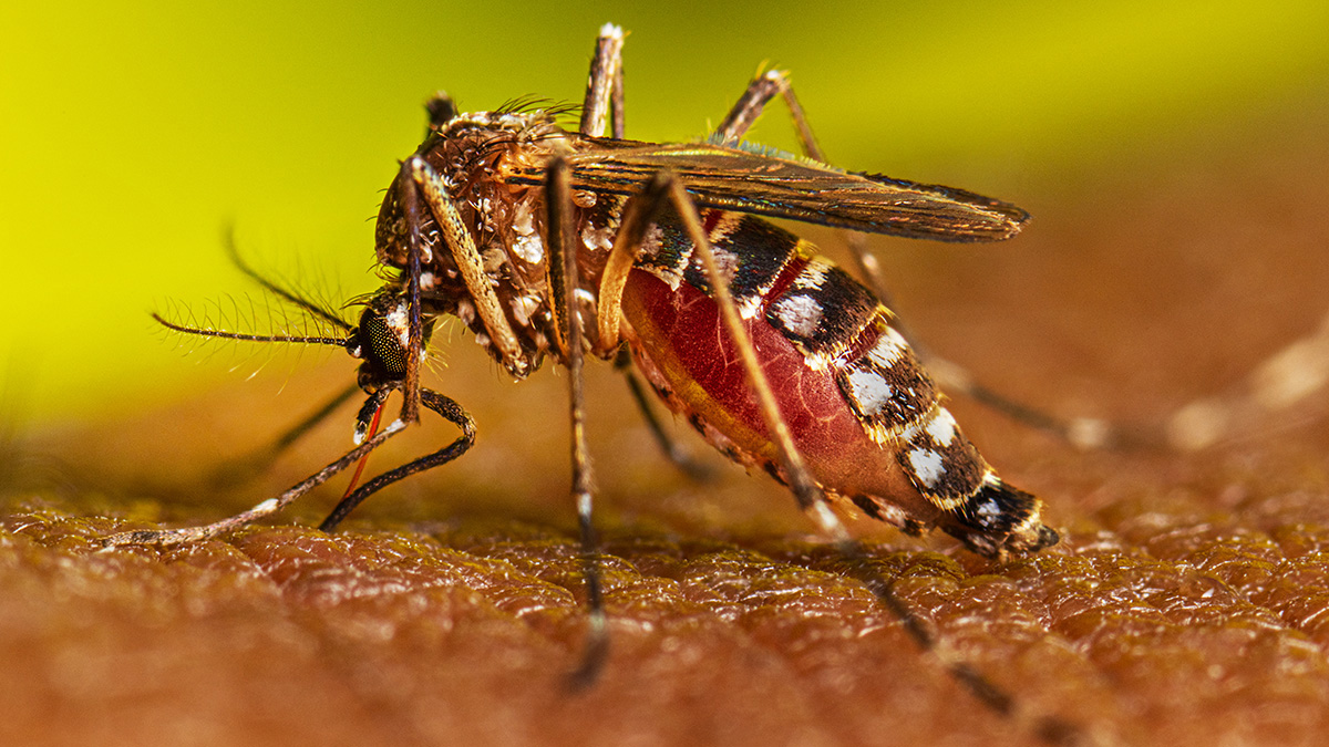 Malaria mosquito